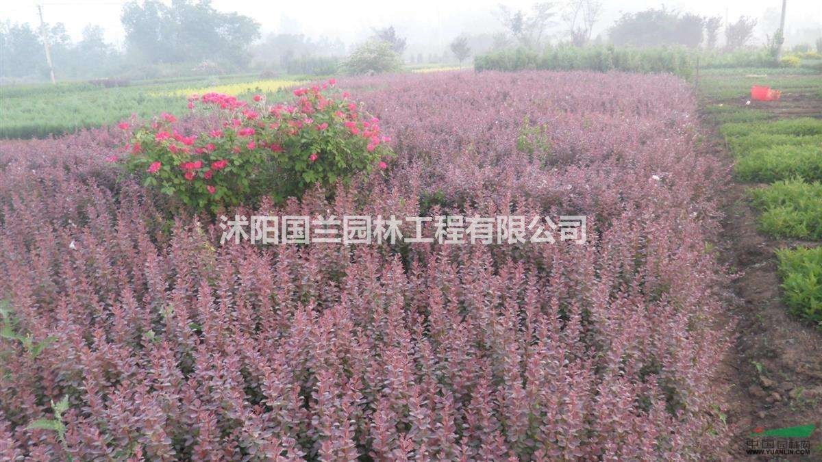 30cm-50cm红叶小檗苗 园林绿化工程中的紫叶精灵，基地直供品质保障