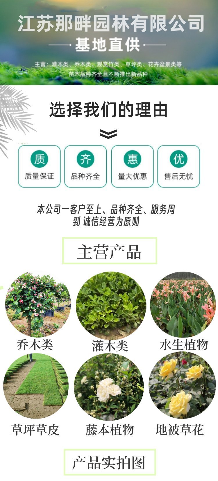 地笼桂花批发带土球发货，园林绿化工程首选四季桂种植指南