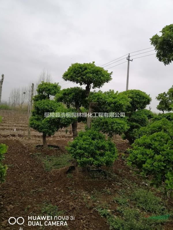 造型树基地直供 种植厂家产地报价与园林绿化工程选苗指南