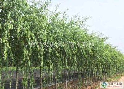青皮垂柳便宜卖 树形好供应商——宿迁汉唐绿化苗木基地