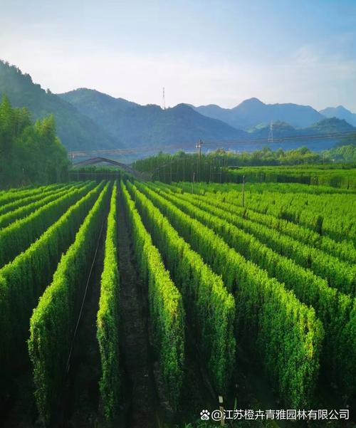 直立冬青# #苗木种植基地# #工程绿化苗木# 直立冬青线条感强:其独特
