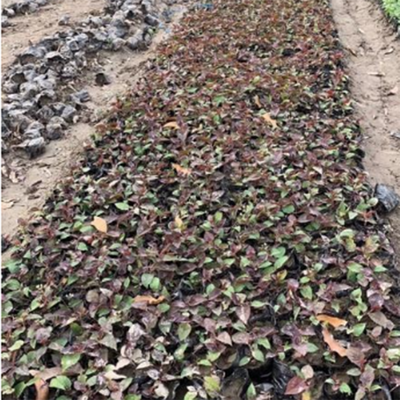 批发赤胫散小苗 基地***品种***赤胫散苗 园林绿化工程用散血草