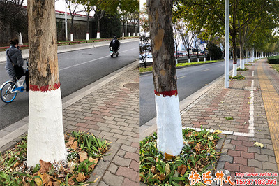 树木涂白的时间