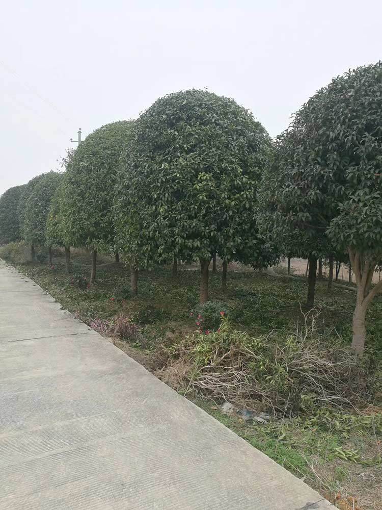 20公分桂花树 精品桂花树 桂花树价格