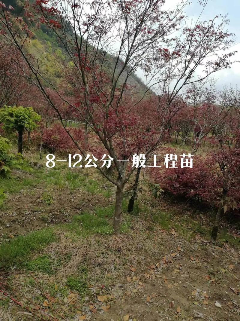 一键上热门话题 #庭院景观 #苗木种植基地 #园林绿化工程 - 抖音
